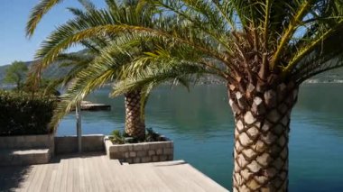 Kotor Körfezi Dock palmiye ağaçlarının
