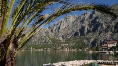 Kotor Körfezi Dock palmiye ağaçlarının
