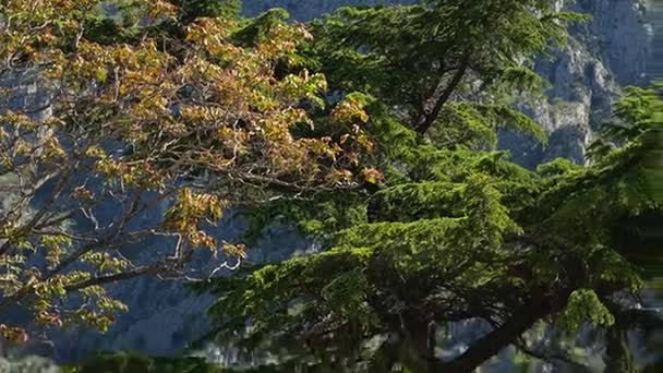 Des branches vertes mangeaient sur un arbre dans la forêt — Video