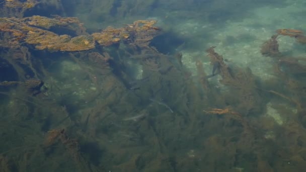 Vissen in water weergave door het water van bovenaf. Transparante wat — Stockvideo