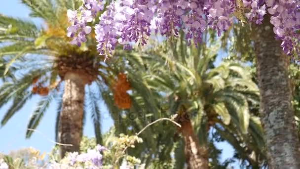 Wisteria de árboles con flores en Montenegro, el Adriático y el Balk — Vídeo de stock