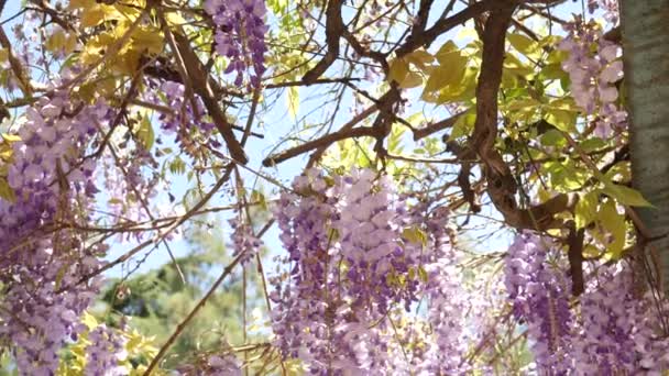 Ανθίζοντας δέντρο wisteria στο Μαυροβούνιο, στην Αδριατική και το αποφεύγουν να προβούν — Αρχείο Βίντεο