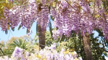 Çiçekli ağaç wisteria Karadağ, Adriyatik ve inat