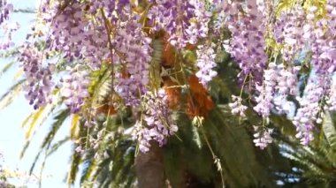 Çiçekli ağaç wisteria Karadağ, Adriyatik ve inat