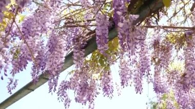 Çiçekli ağaç wisteria Karadağ, Adriyatik ve inat