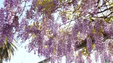 Çiçekli ağaç wisteria Karadağ, Adriyatik ve inat