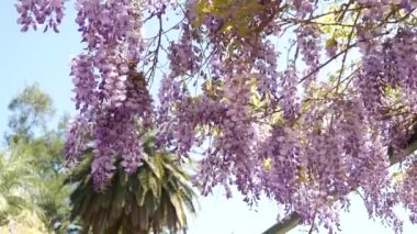 Çiçekli ağaç wisteria Karadağ, Adriyatik ve inat