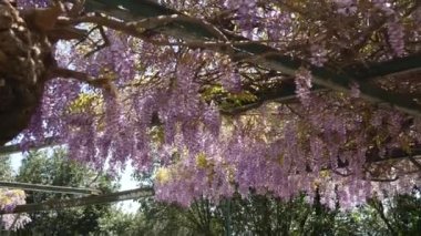 Çiçekli ağaç wisteria Karadağ, Adriyatik ve inat