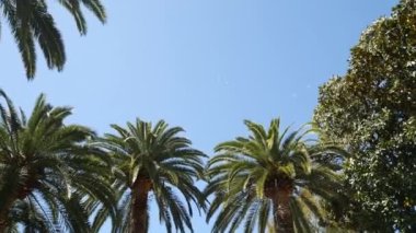 Palmiye ağacı en iyi portre deniz kıyısında arka plan üzerinde