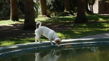Bir köpek, bir çeşmeden su içer. Şehir parkının çeşme