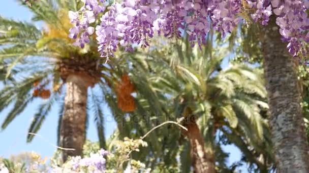 Wisteria de árboles con flores en Montenegro, el Adriático y el Balk — Vídeos de Stock