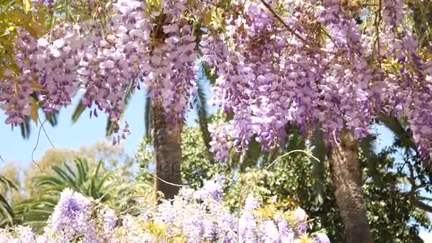 Kwitnące drzewo wisteria w Czarnogórze, Adriatyku i kłody — Wideo stockowe