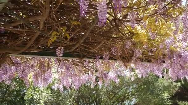 Kukkivat puut Wisteria Montenegrossa, Adrianmerellä ja Balkanilla — kuvapankkivideo