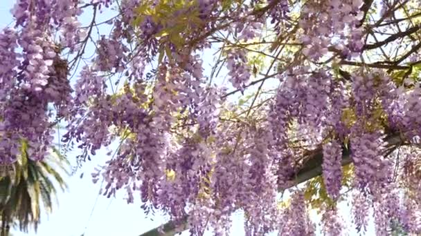 Blommande träd blåregn i Montenegro, Adriatiska havet och Balk — Stockvideo