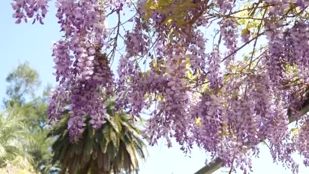 Bloeiende boom blauweregen in Montenegro, de Adriatische zee en de schijn — Stockvideo