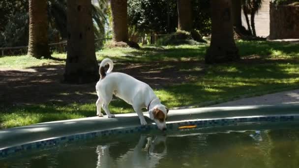 Een hond drinkt water uit een fontein. Fontein in het stadspark van — Stockvideo