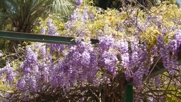 몬테네그로, 아드리아 해에는 보크 나무 등나무 꽃 — 비디오