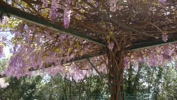 Kukkivat puut Wisteria Montenegrossa, Adrianmerellä ja Balkanilla — kuvapankkivideo