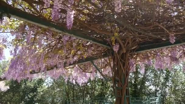 Wisteria de árboles con flores en Montenegro, el Adriático y el Balk — Vídeo de stock