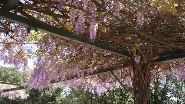 Kwitnące drzewo wisteria w Czarnogórze, Adriatyku i kłody — Wideo stockowe