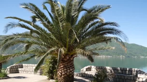 Palm tree top closeup on sea coast background — Stock Video