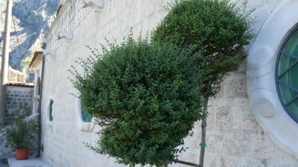 Jehličnaté stromy a keře, Buxus, pomalu rostoucí. Flora z Monte — Stock video