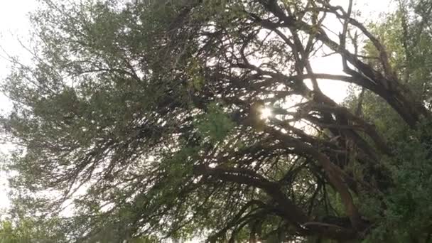Dalları sayesinde güneş parlamayı — Stok video