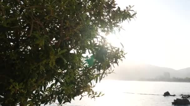 Blommande oleander träd i Montenegro, Adriatiska havet och den — Stockvideo