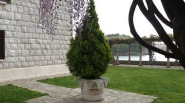 Selvi Karadağ ormandaki yeşil dallar