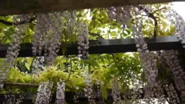 Çiçekli ağaç wisteria Karadağ, Adriyatik ve inat