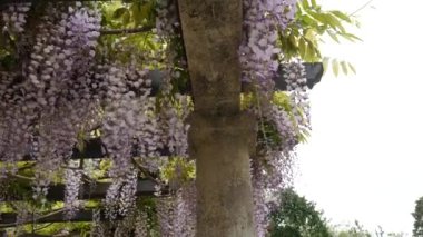 Çiçekli ağaç wisteria Karadağ, Adriyatik ve inat
