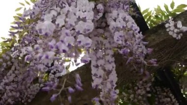 Çiçekli ağaç wisteria Karadağ, Adriyatik ve inat
