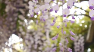 Çiçekli ağaç wisteria Karadağ, Adriyatik ve inat