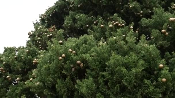 緑のヒノキの枝に円錐形 — ストック動画