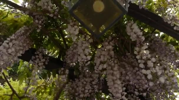 Linterna Vintage en glicina floreciente, Montenegro . — Vídeo de stock