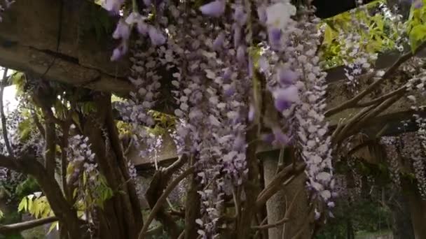 在黑山、 亚得里亚海和田埂开花树紫藤 — 图库视频影像