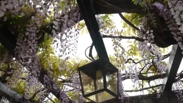 Vintage lámpa a virágzó wisteria, Montenegró. — Stock videók