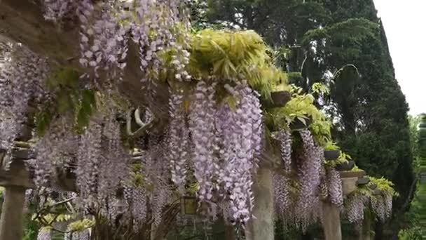 Kwitnące drzewo wisteria w Czarnogórze, Adriatyku i kłody — Wideo stockowe