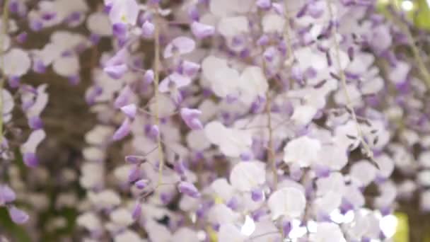 Wisteria de árboles con flores en Montenegro, el Adriático y el Balk — Vídeos de Stock