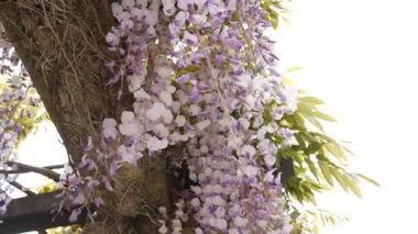 Çiçekli ağaç wisteria Karadağ, Adriyatik ve inat