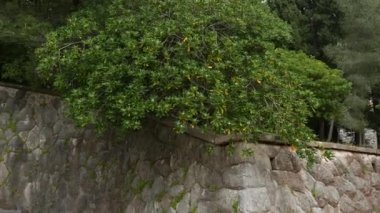 Çalılar ve ağaçlar Karadağ'ın Pittosporum. Peyzaj tasarım o