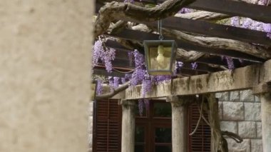 Vintage fener çiçek açan wisteria, Karadağ.