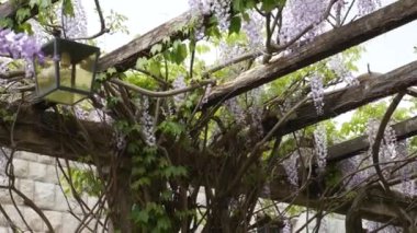 Vintage fener çiçek açan wisteria, Karadağ.