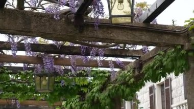 Vintage fener çiçek açan wisteria, Karadağ.