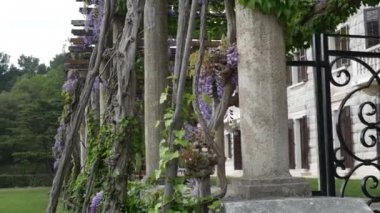 Çiçekli ağaç wisteria Karadağ, Adriyatik ve inat