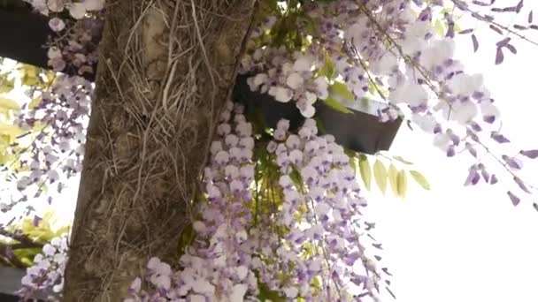 Ανθίζοντας δέντρο wisteria στο Μαυροβούνιο, στην Αδριατική και το αποφεύγουν να προβούν — Αρχείο Βίντεο