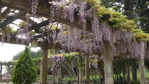 Ανθίζοντας δέντρο wisteria στο Μαυροβούνιο, στην Αδριατική και το αποφεύγουν να προβούν — Αρχείο Βίντεο