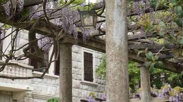 在盛开的紫藤，黑山的老式灯笼. — 图库视频影像