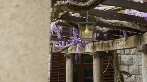 Vintage lantaarn in bloeiende blauweregen, Montenegro. — Stockvideo