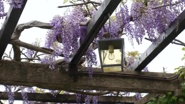 Linterna Vintage en glicina floreciente, Montenegro . — Vídeo de stock